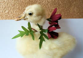 Taxidermy Goose Duckling with Flowers