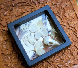 Floating frame with Bird Skull and Dried Flowers - Canary or Jackdaw