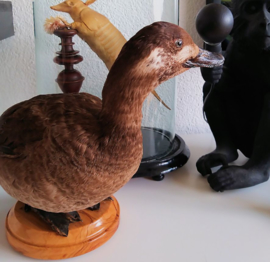 Taxidermie: Opgezette Eend - Velvet Scoter - Melanitta fusca