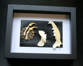 Fox Jawbone, Vertebra and Claws in Museum Frame (+ glass) - 25x18 cm