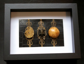 Turtle and (Ammonite) Fossils in Museum Frame (+ glass) - 25x18 cm