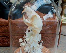 Skull in Dome: American Red Squirrel with Dried Flowers