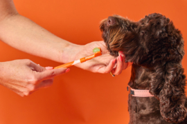 DogsLife - Dental Kit - tandenborstel set compleet