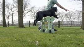 Dog Agility set (indoor en outdoor)