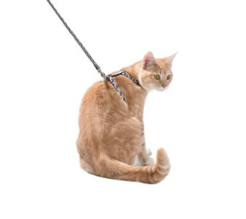 Kattenharnas met riem Safe Maroon