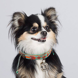 DWAM Paddy Lee Halsband