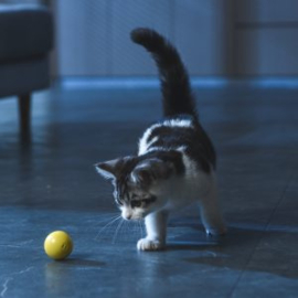 Dynamische speelbal voor de kat. beweegt uit zich zelf!