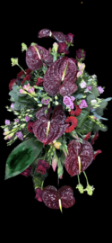 Elegante  Anthurium