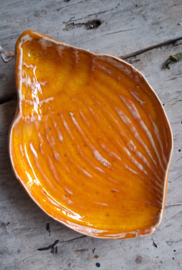 Oranje schaaltje schelpvorm