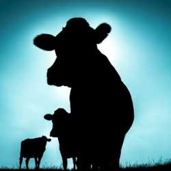 singular SINGULAR 27-3