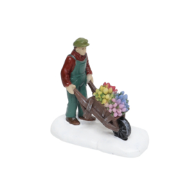 Man With Tullips in Wheelbarrow