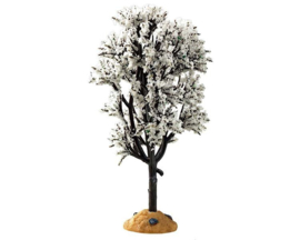 White Hawthorn Tree