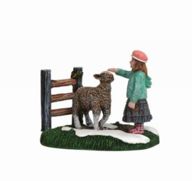 Kara With Sheep
