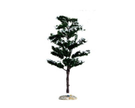Conifer Tree, Medium
