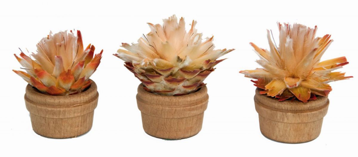 Wooden bucket with cactus, set of 3 6cm
