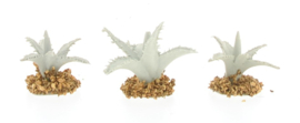 Cactus, Set Of 3