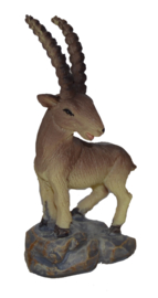 Capricorn 6cm