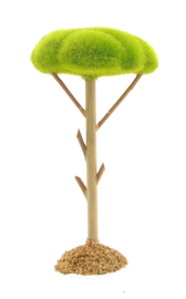 canopy tree 18cm