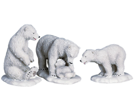Polar Bears