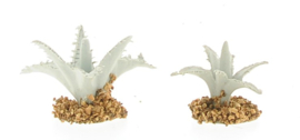 Cactus, Set Of 2