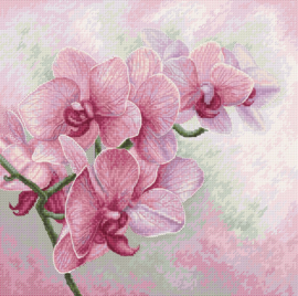 Graceful Orchids Aida Luca-S Telpakket