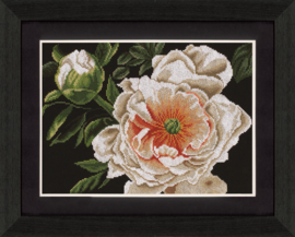 Peony - Lady of the Evening Aida Lanarte Telpakket