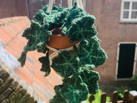 Klimop plantje (Hedera Helix) - gehaakt - Durable Coral