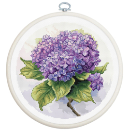 Hydrangea | Aida telpakket | Luca-S