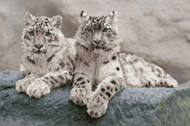 Snow Leopards | Diamond Dotz