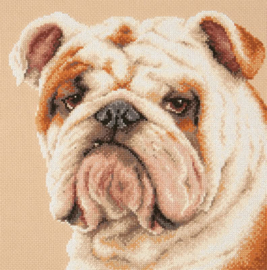 Bulldog | Aida Telpakket | Magic Needle