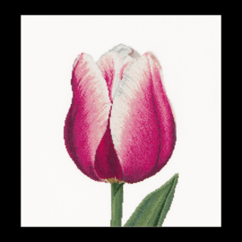 Rood-Wit Triumph Tulp Linnen Thea Gouverneur