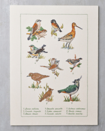 Field birds - evenweave - Permin telpakket