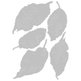 Leaf fragments | Thinlits snijmal | Tim Holtz | Sizzix