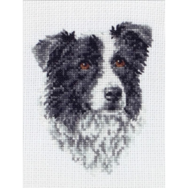 Border Collie Aida Telpakket Anchor