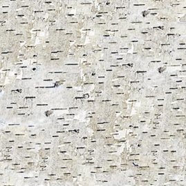 NC_NS21383-91