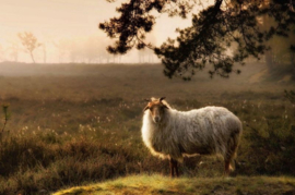 Drents Heideschaap