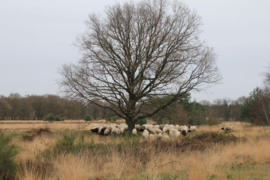 Drents Heideschaap
