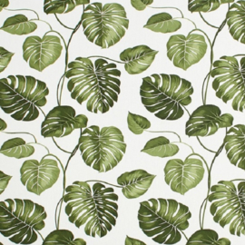 Groen monstera