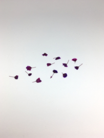 CakesInc.Nails - Italian Flowers Light Purple