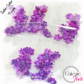 Winter Flowers - Purple