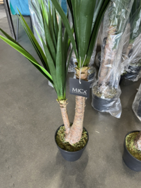 Kunstplant Yucca Nieuw in Verpakking 120 cm hoog