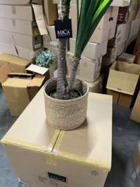 Kunstplant Yucca Nieuw in Verpakking 120 cm hoog
