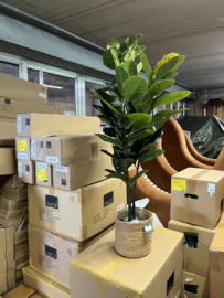 Kunstplant Ficus Elastica/Rubberplant Nieuw 130 cm hoog