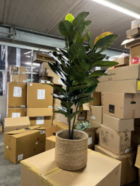 Kunstplant Ficus Elastica/Rubberplant Nieuw 130 cm hoog