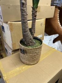 Kunstplant Yucca Nieuw in Verpakking 120 cm hoog