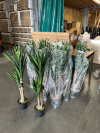 Kunstplant Yucca Nieuw in Verpakking 120 cm hoog