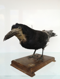 Old taxidermy Rook