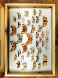 vintage butterfly display case
