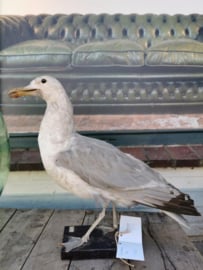 Vintage large taxidermy mounted european Herring Gull