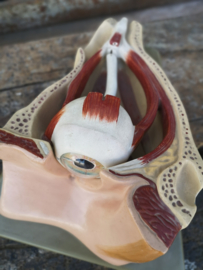 Old plaster anatomical eye model